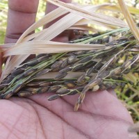 Oryza sativa L.